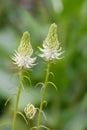 Spiked rampion Phyteuma spicatum flowers cones with cream-white flowers